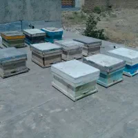 زنبورعسل