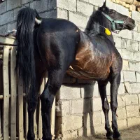 اسب