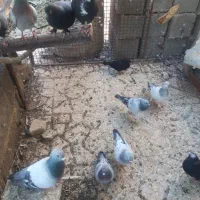 سلام تعداد۱۵عددسبزبدرنگ