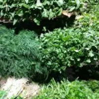 سبزی خورشتی