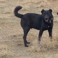 سگ گله ای نگهبان