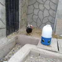 خروس سلطان