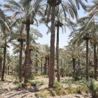 خریدار نخل در منطقه ابپخش