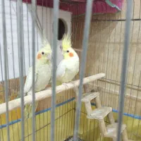 عروس هلندی