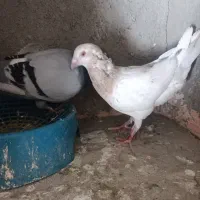 جفت هفت‌رنگ زرد بی نظیر