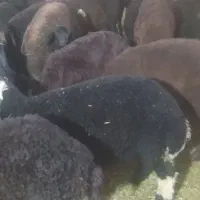 بره بهاره ریز ،گوسفند و بره