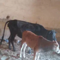 گاو گوساله نر