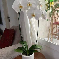 گل ارکیده