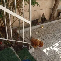 4 عدد مرغ یکی خروس