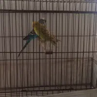 فروش مرغ عشق جفت تخم گذار 2500فوری