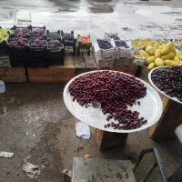 نیرو میوه فروشی