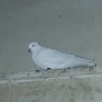 کبوتر نر سفید