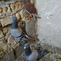 کبوتر پلاکی|پرنده|داراب, |دیوار