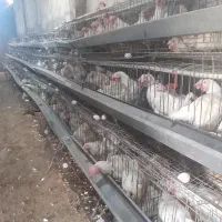 ۱۴ماهه مرغ تخم کن تخمگذار  هر عدد ۱۱۰ تعداد بالا