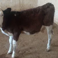 گوساله ماده و نر سیمینتال اصیل اصیل