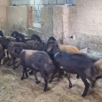 بره ماده افشار