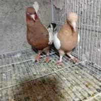 سینه جفتگاه