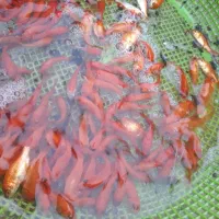 ماهی قرمز عید