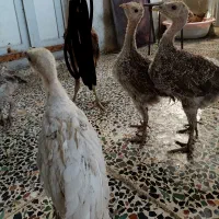 بوقلمون .
