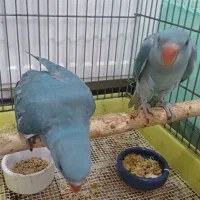 طوطی ملنگو آبی