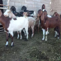 بزشیری با بزغاله