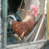 تخم مرغ نطفه دار لوهمن