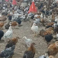 جوجه محلی 2 ماهه