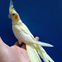 عروس هلندی عروسک طوطی کوتوله گرینچک