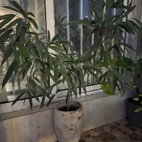 گل طبیعی آمستل