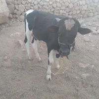 گاو|حیوانات مزرعه|کوهدشت, |دیوار