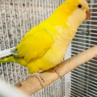 راهب کراس لوتینو ماده مولد