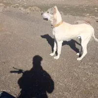 توله ۸ ماه فروشی