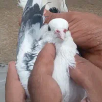 کبوتر