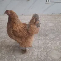 مرغ برهما غول پیکر