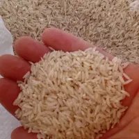 برنج صدری حاصل تازه