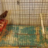 تعدادی قناری رسمی