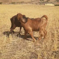 بزغاله نر