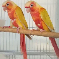 ردچیک.جوجه.گرینچیک