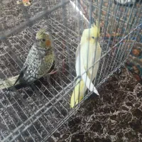 عروس هلندی فروش و معاوضه با وسایل موتور