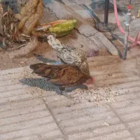 دو جفت مرغ خروس مینیاتوری