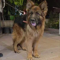 سگ ژرمن مو بلنده نر ۳ ساله
