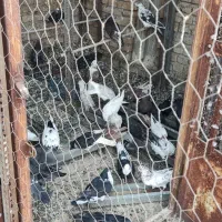 کبوتر مولد و جوجه