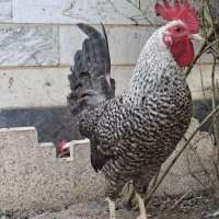 خروس نژاد امروک