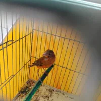 جوجه قناری نر شدید ریزه خون