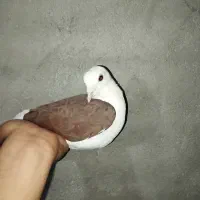 کبوتر دوکت