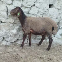 بره نر  همو