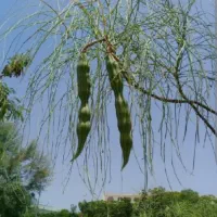 فروش مورینگا