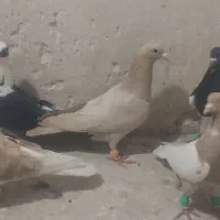 کفتر شهرستانی