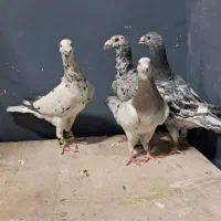 کبوتر سار و سرور .
