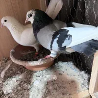 نرو ماده فوق پرشی